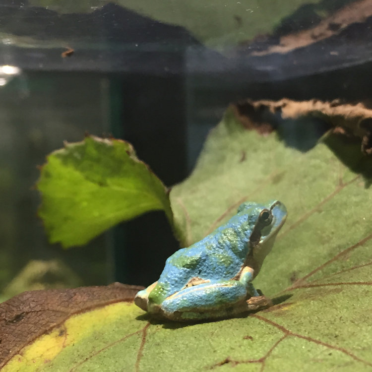 はるさんの投稿 アクアマリンいなわしろカワセミ水族館 ことりっぷ