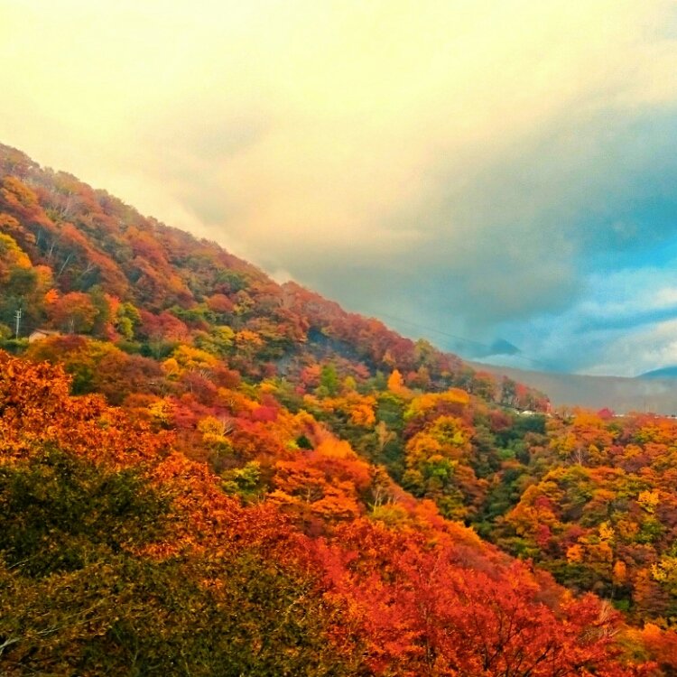 百人一首で愛でる平安の紅葉 ちはやふる - Feel 55