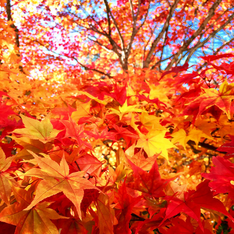 燃えるような赤と黄色の世界にうっとり♪紅葉写真をご紹介【読者からのアプリ投稿】 ｜ ことりっぷ