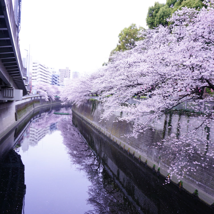 Shionさんの投稿 江戸川公園の桜 ことりっぷ