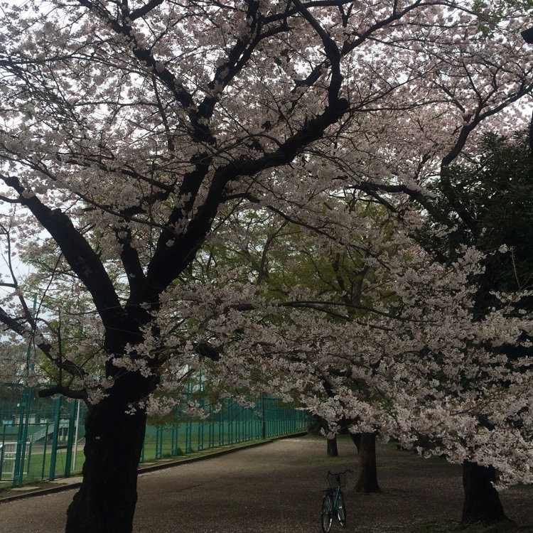 machaminさんの投稿/都立和田堀公園野球場 | ことりっぷ machaminさんの投稿/都立和田堀公園野球場 | ことりっぷ