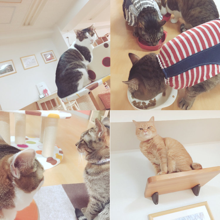 おはまみきさんの投稿 京都猫カフェ ねこ会議 ことりっぷ