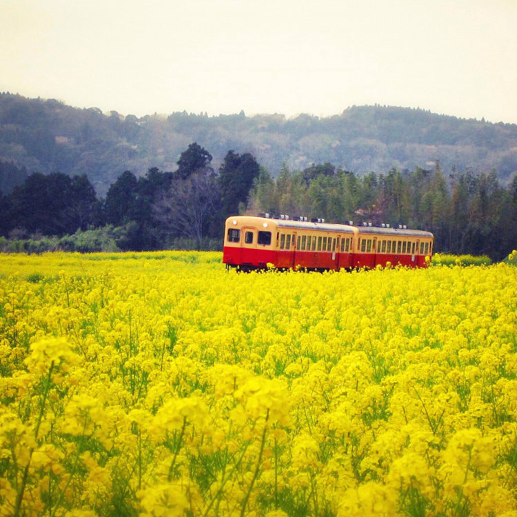 旅猫さんの投稿 小湊鉄道 菜の花畑 ことりっぷ