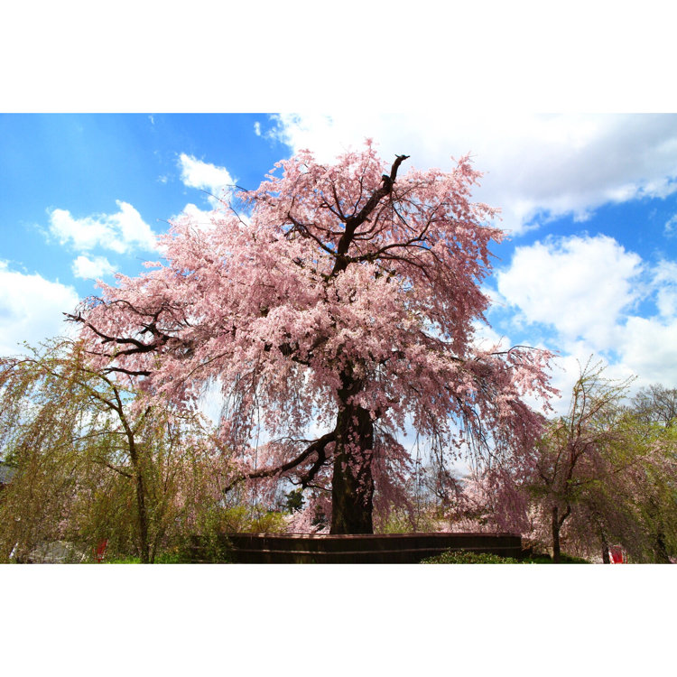 お花見ピクニック♪フード＆ドリンク持ち込みOKの、大阪・京都のお花見