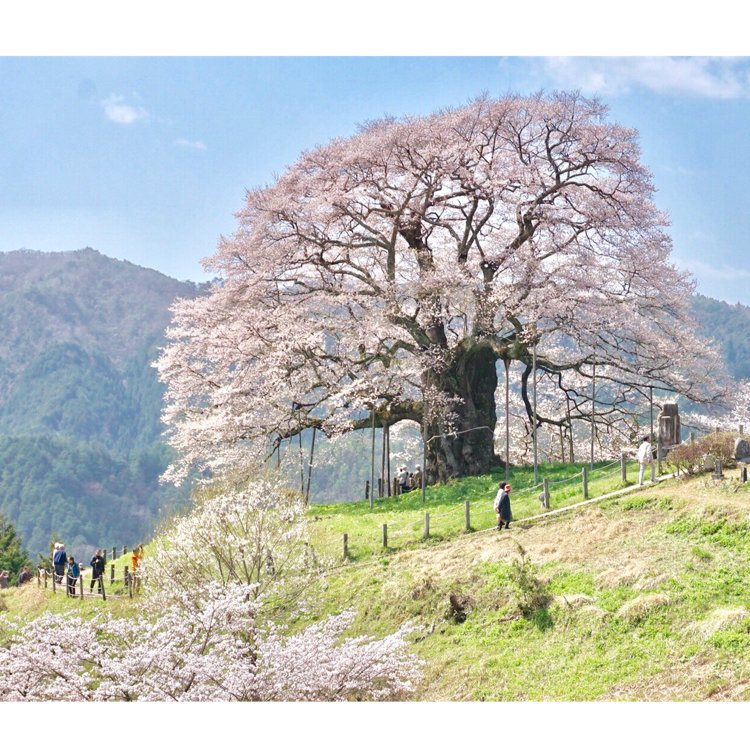 立体絵画の「醍醐桜」 醍醐桜（岡山） | ｜正光画廊