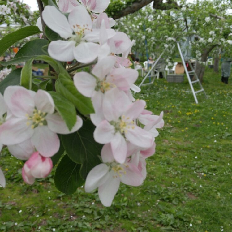 おこめさんの投稿 弘前りんご花まつり ことりっぷ おこめさんの投稿 弘前りんご花まつり ことりっぷ