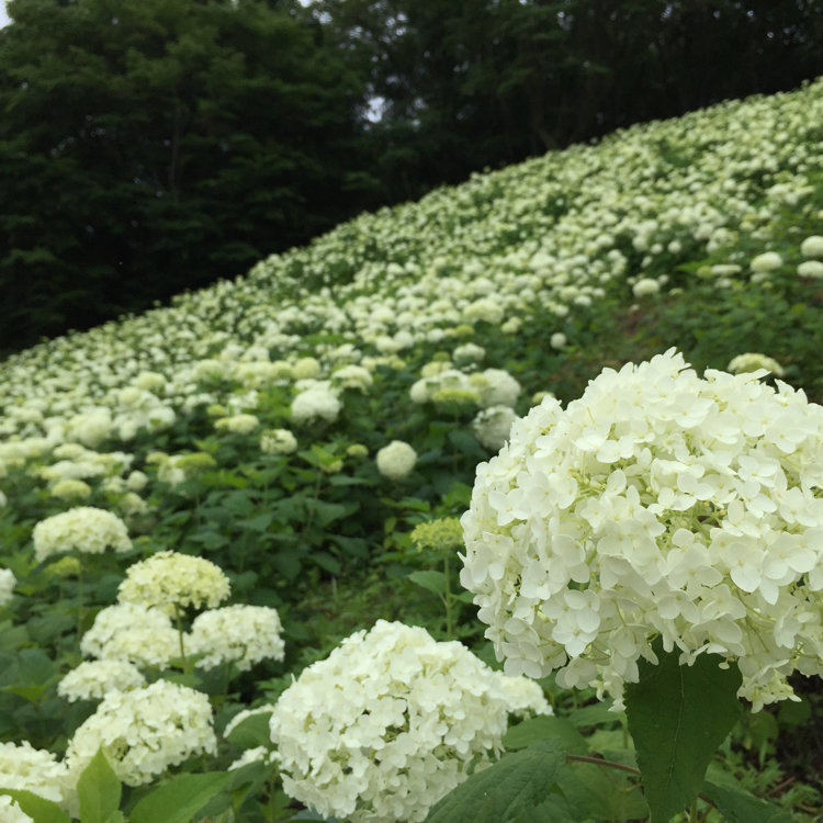 Y U Nさんの投稿 わんダフルネイチャーヴィレッジ ことりっぷ