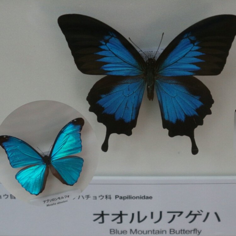 数量限定価格!! 蝶標本 瑠璃色の蝶 agapeeurope.org
