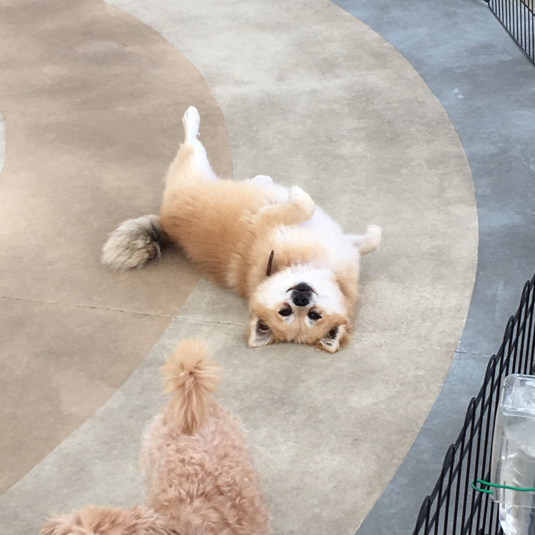 のかみふれあい公園 コレクション ペット