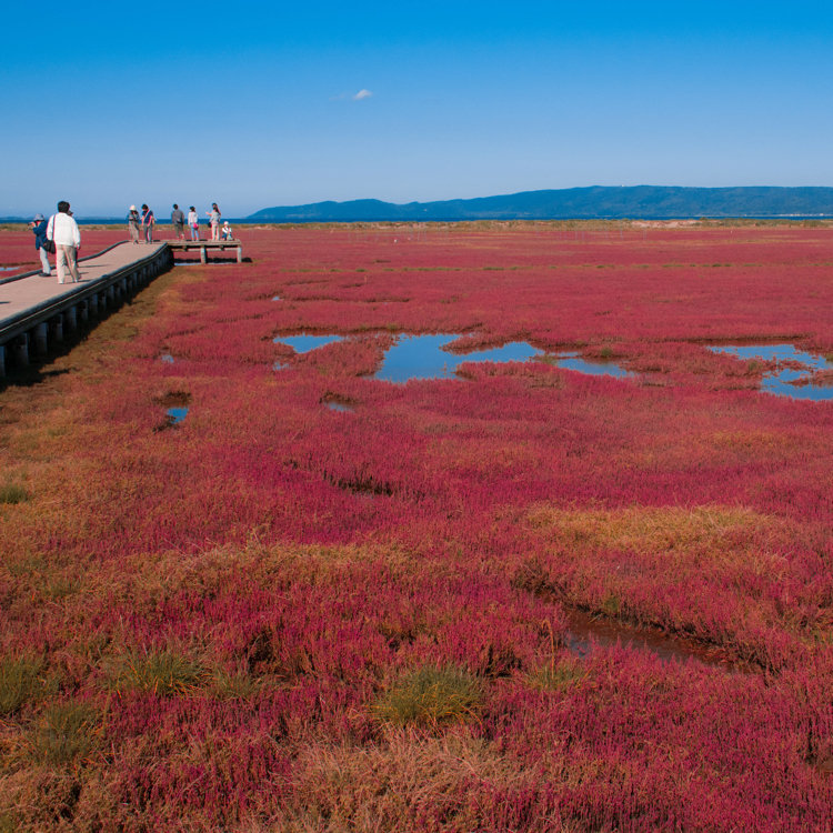 Etsunyaさんの投稿 能取湖サンゴ草群落 ことりっぷ