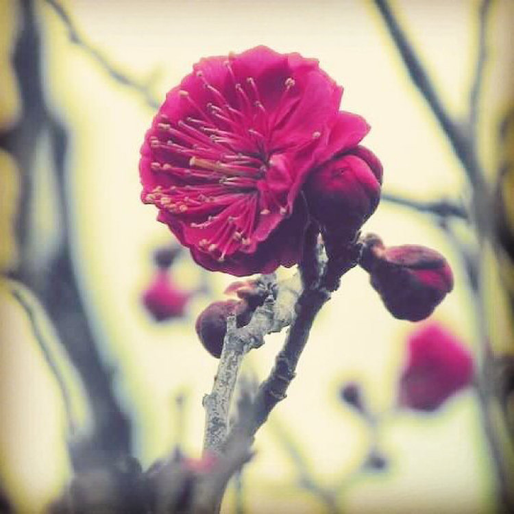 Koinokuni Chikugoさんの投稿 水田天満宮 ことりっぷ