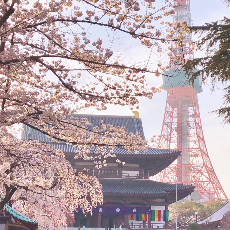 東京タワーを背にした姿も美しい増上寺から埼玉の名所 幸手権現堂桜堤まで 東京 近郊の桜スポット6選 ことりっぷ
