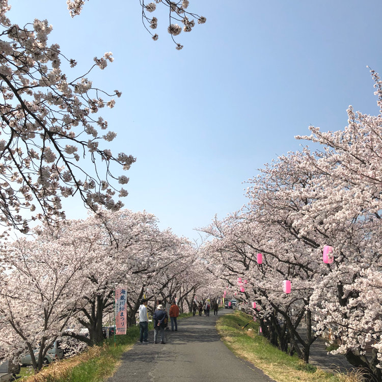 サオッペさんの投稿 海蔵川桜まつり ことりっぷ