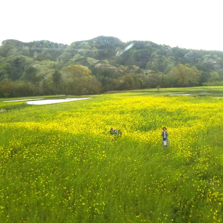恋するニワトリさんの投稿 石神名所 菜の花畑 ことりっぷ