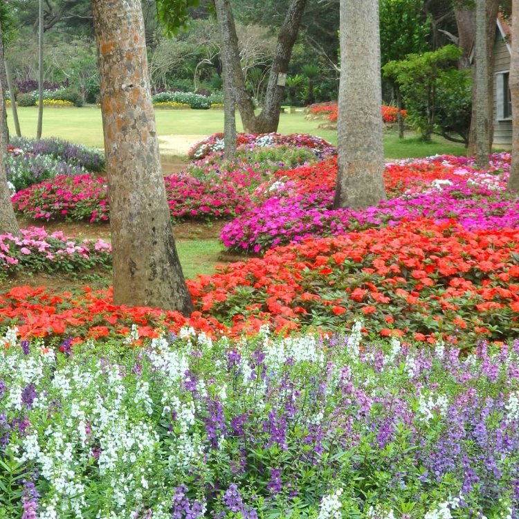 辞めました ふらっとクリスさんの投稿 宮古島熱帯植物園 ことりっぷ