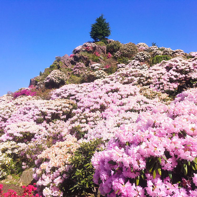 Unyaさんの投稿 星の花公園 ことりっぷ