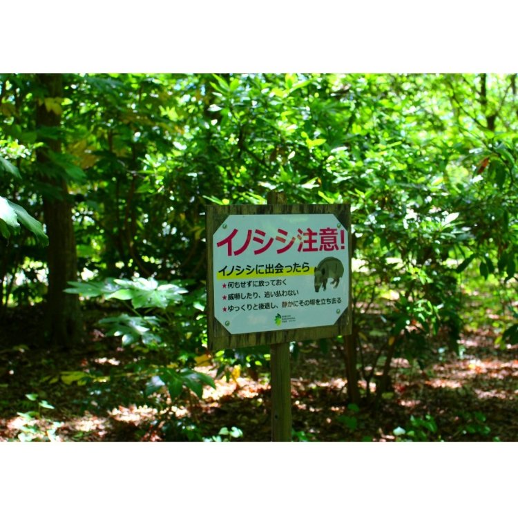 ぶらでぃ ぽさんの投稿 北総花の丘公園 ことりっぷ