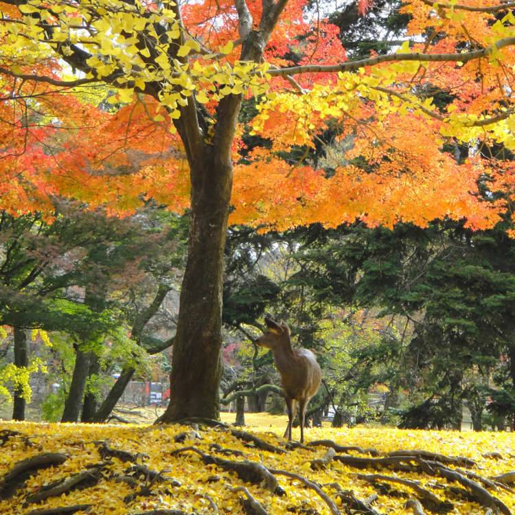 奈良公園の桜・紅葉