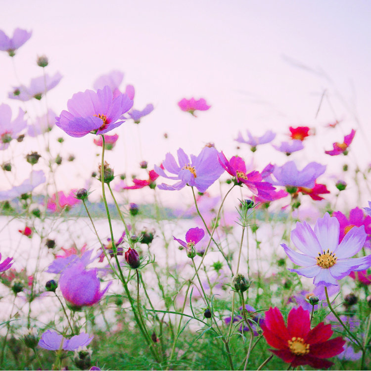 大放出セール コスモス 秋桜 アキザクラ ピンク 秋の景色 フラワー 花 絵画風 新素材壁紙ポスター 特大a1版585 0mm はがせるシール式 011a1 Www Idealmusicorp Com