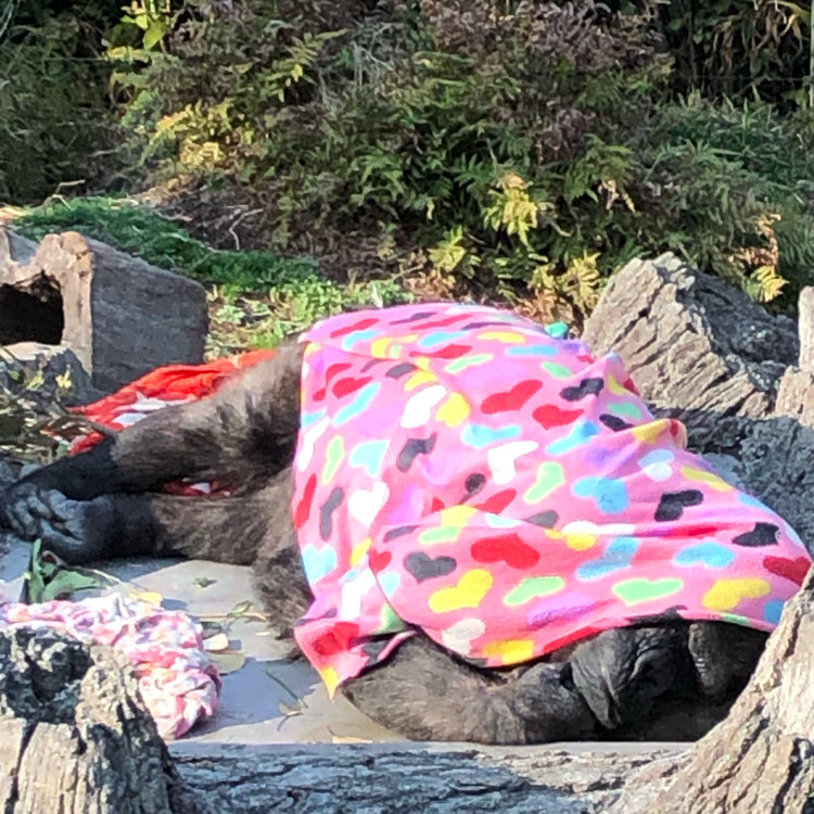 上野 販売 動物園 ゴリラ タオル