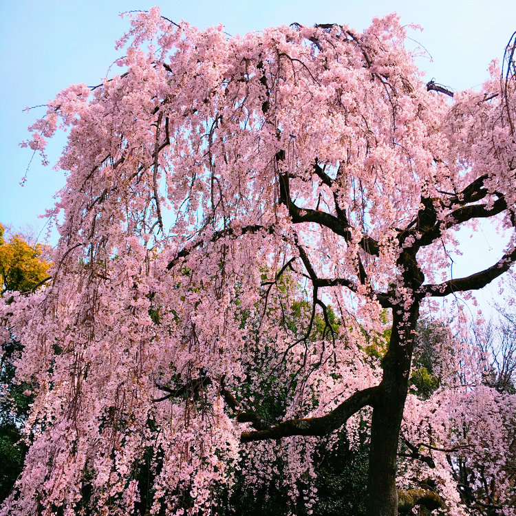 なゆたさんの投稿 京都御苑の桜 ことりっぷ