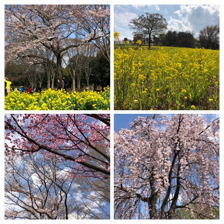 coconut さんの投稿/昭和記念公園 ｜ ことりっぷ 