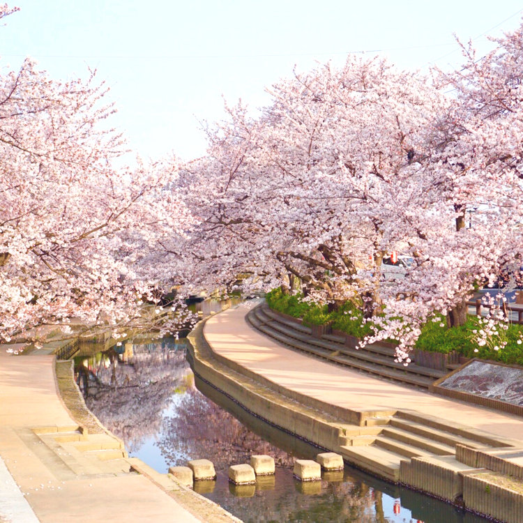 囲炉裏　桜の木 sakura-01-1.jpg