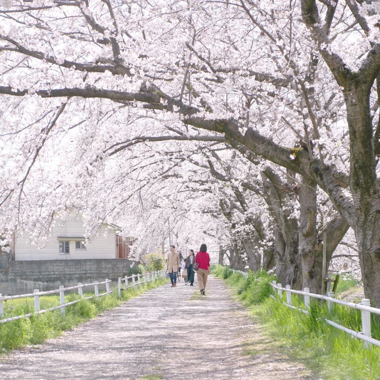 yasuhiro8282さんの投稿/佐保川 川路桜 | ことりっぷ yasuhiro8282さんの投稿/佐保川 川路桜 | ことりっぷ