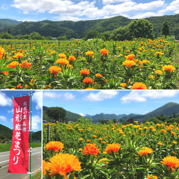 yumeichirouさんの投稿/高瀬紅花畑 ｜ ことりっぷ