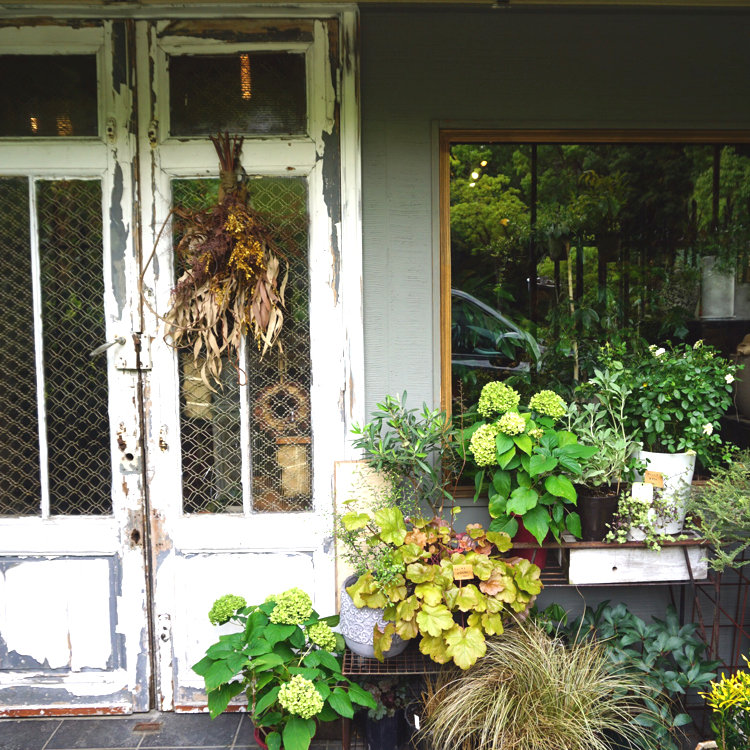 el Bau Decoration スワッグ 28A ハオルチア 多肉植物 酒呑童子錦 自家繁殖 el Bau Decoration