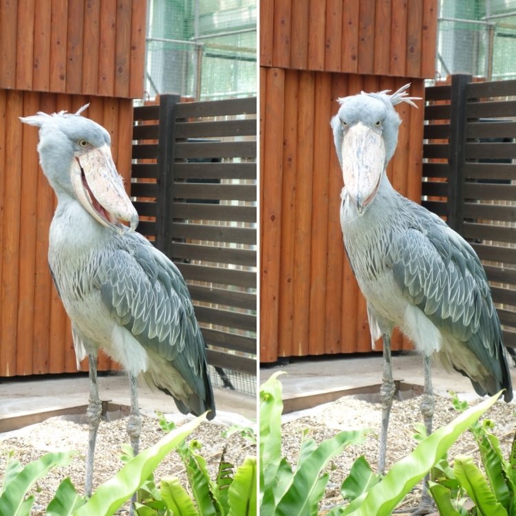 ラベンダーさんの投稿 掛川花鳥園 ことりっぷ