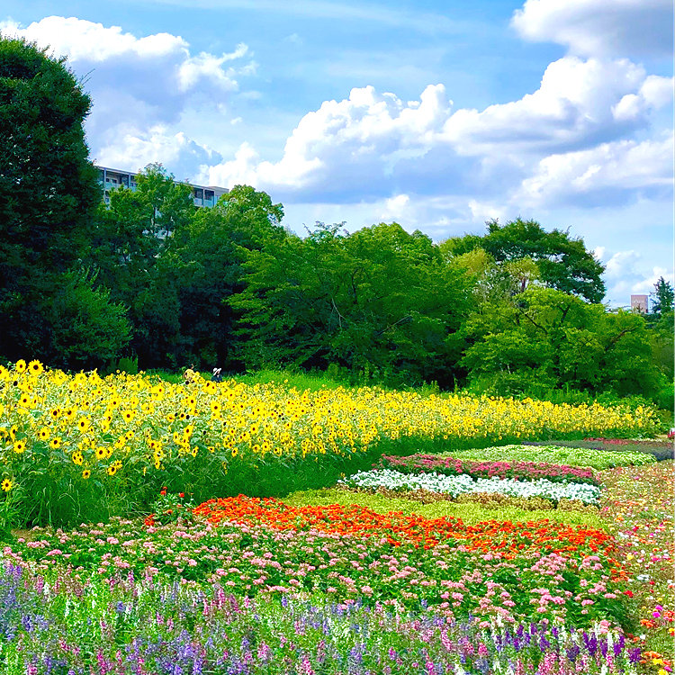 ミントさんの投稿 国営昭和記念公園 ことりっぷ ミントさんの投稿 国営昭和記念公園 ことりっぷ