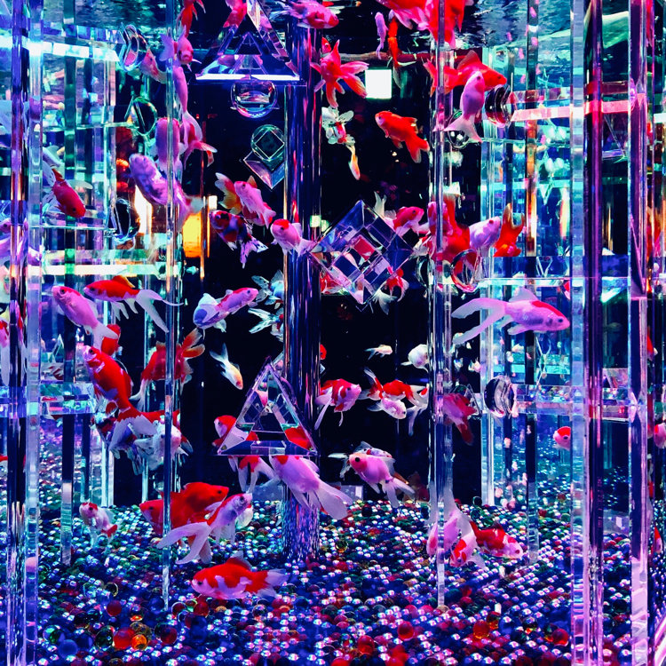 FUMIX様専用】油絵 原画 動物 金魚 水色 アート インテリア SM