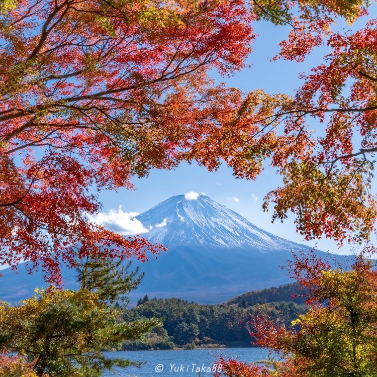 ゆきたかさんの投稿/紅葉トンネル ｜ ことりっぷ