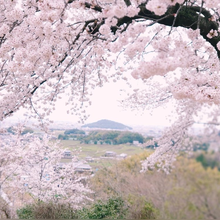 リハさんの投稿 甘樫丘 ことりっぷ