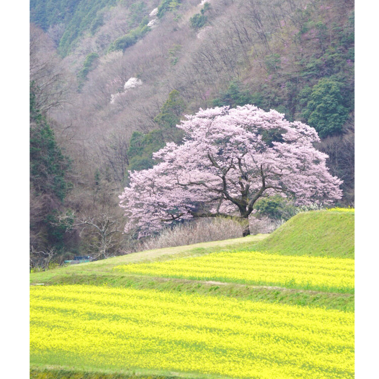 深山桜