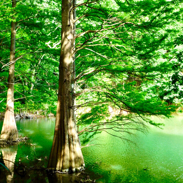 篠栗九大の森 - （福岡県）の詳細情報 ｜ ことりっぷ