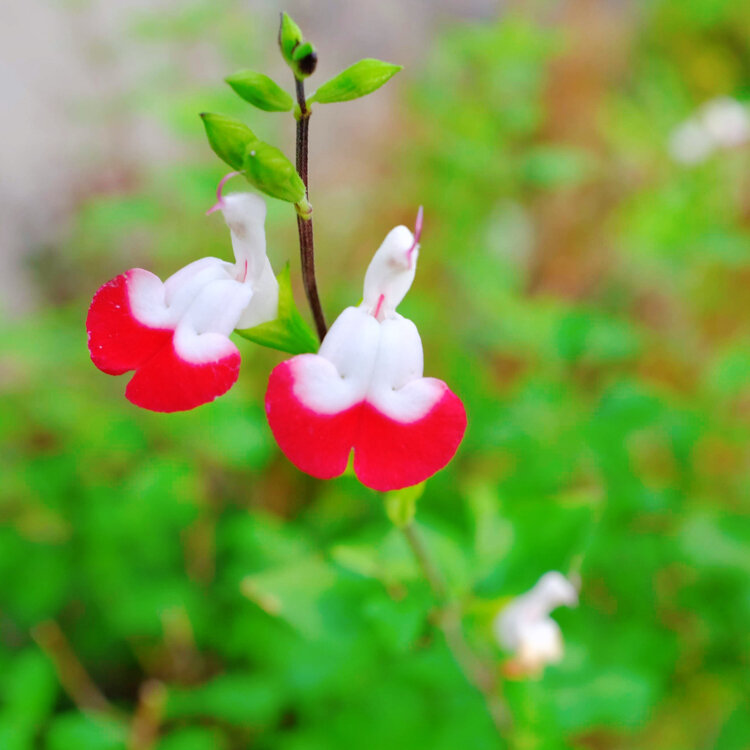 イチさんの投稿/地中の庭 ｜ ことりっぷ