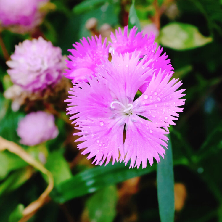 イチさんの投稿/地中の庭 ｜ ことりっぷ