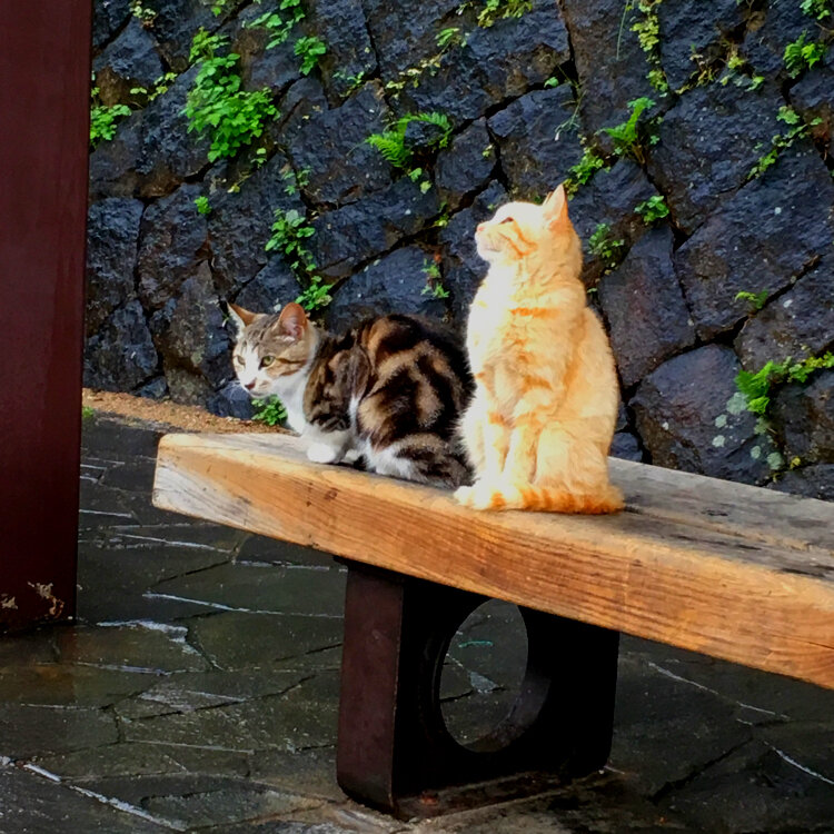 なのさんの投稿/広島 尾道 猫の細道 ｜ ことりっぷ