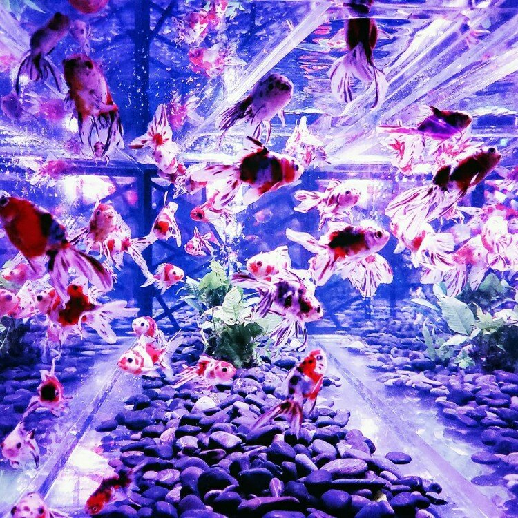 まなちゃんさんの投稿/ECO EDO 日本橋 アートアクアリウム2019