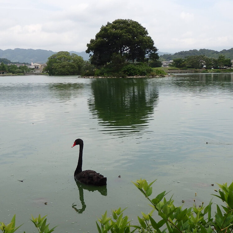 No.5【初夏の平池緑地公園】