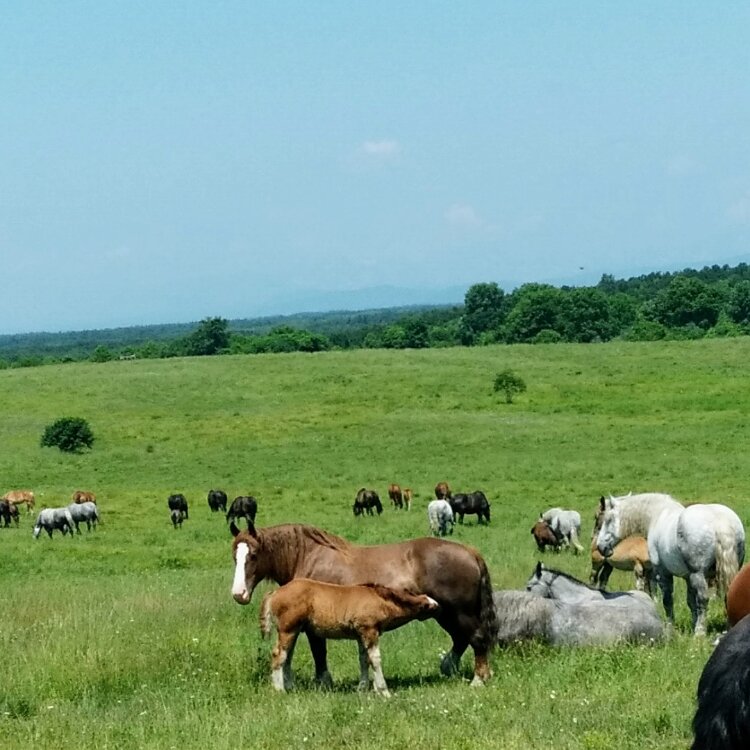 こむぎさんの投稿 北海道十勝牧場 ことりっぷ