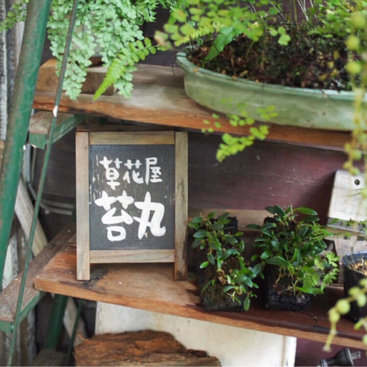 よつばさんの投稿 草花屋 苔丸 ことりっぷ