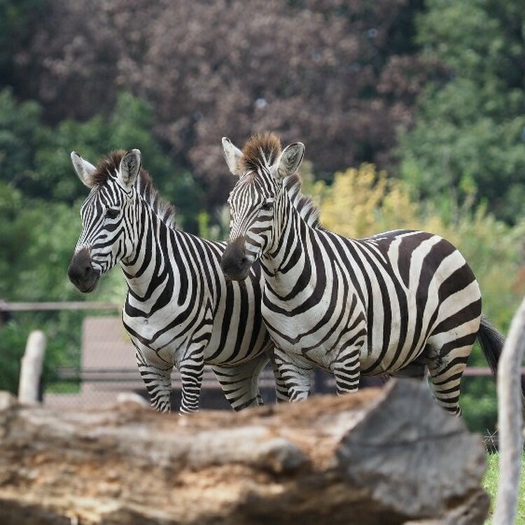 スズマメさんの投稿/よこはま動物園ズーラシア ｜ ことりっぷ