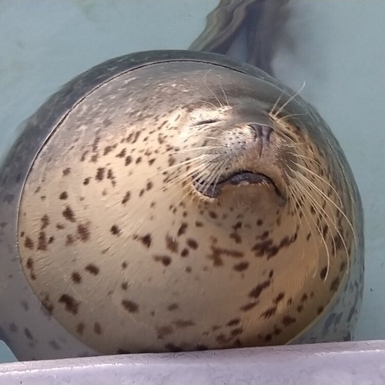 チャコさんの投稿 旭川市旭山動物園 ことりっぷ