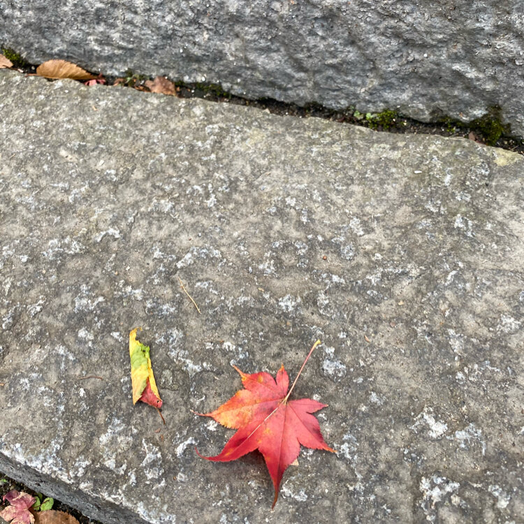 さーちゃんさんの投稿/瑠璃光山 薬師寺 ｜ ことりっぷ