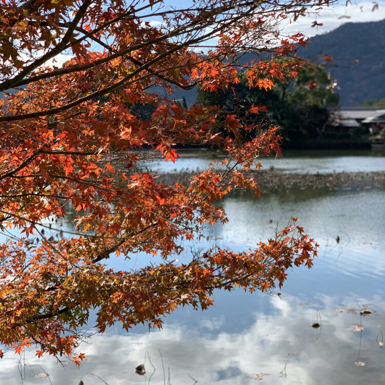 巻物 「第四巻　挿花極秘養法」　　明治４０年　嵯峨御所　京都大本山大覚寺本山 大覚寺