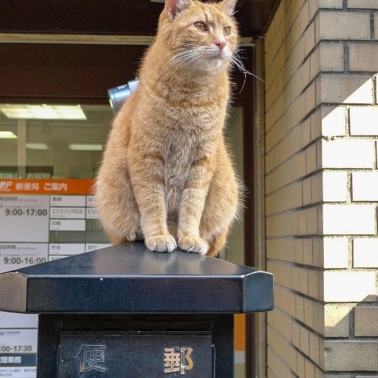 江の島 ストア 猫グラス