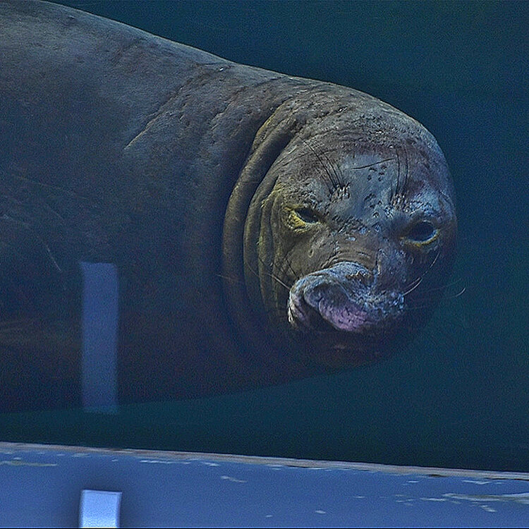 Applepieさんの投稿/鶴岡市立加茂水族館（クラゲドリーム館